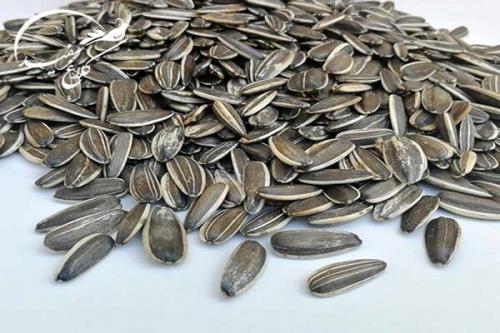 آیا تخمه شکستن اعتیادآور است