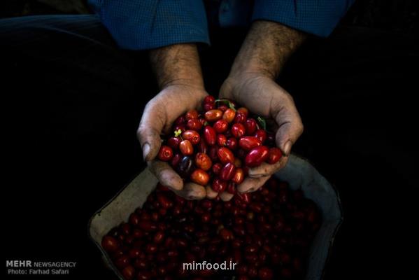 میوه کوچک با قدرت اعجاب انگیز برای سلامت بدن