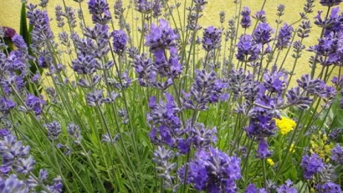 ترکیبی که به رویارویی با پوکی استخوان می پردازد به همراه فیلم