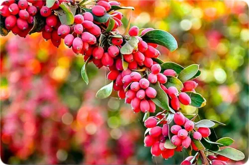 فواید زرشک در تقویت بینایی و سیستم ایمنی