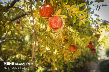 چقدر با خواص میوه بهشتی آشنا هستیم